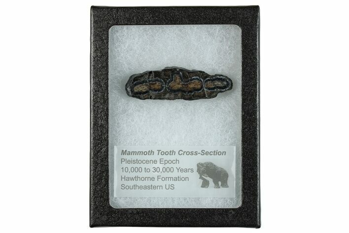 Mammoth Molar Slice With Case - South Carolina #291187